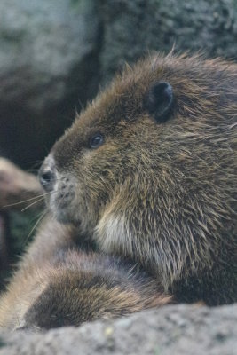 Groundhog Not My Day