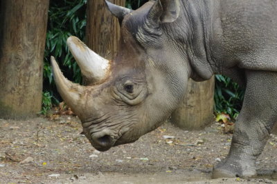 Rhino