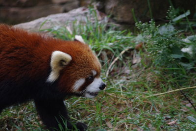 Lesser Panda