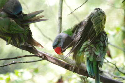 Green on Branch