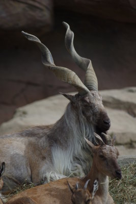 Twisted Horns