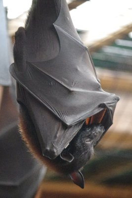 Fruit Bat