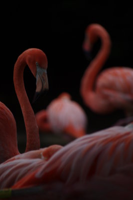 Dark Flamingos