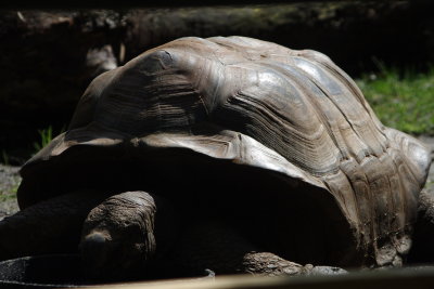 Big Shell
