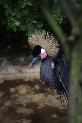 Nice Hair