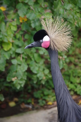 Crown of Feathers