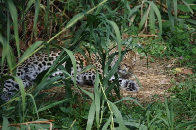 Hiding in the Grass