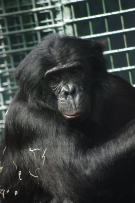 Chimp