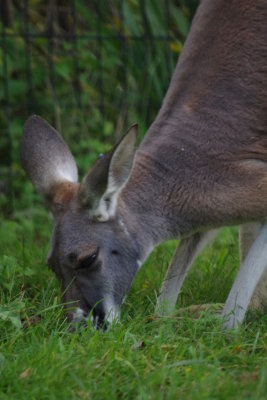 Tasty Grass