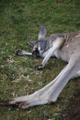 Leggy