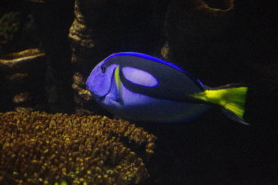 Blue Fish