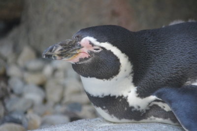 Fish Breath