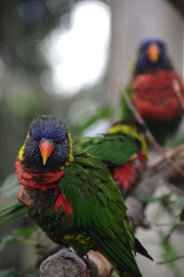 Pretty Birds