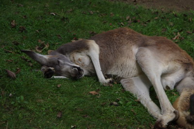Roll over
