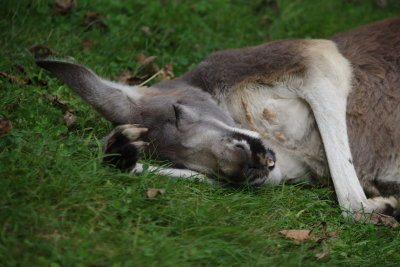 Sleeping position