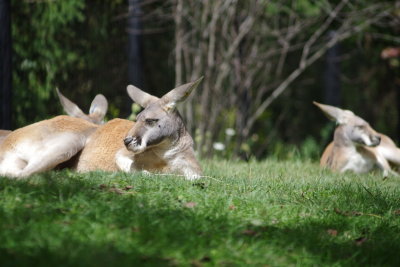 Sunning Themselves