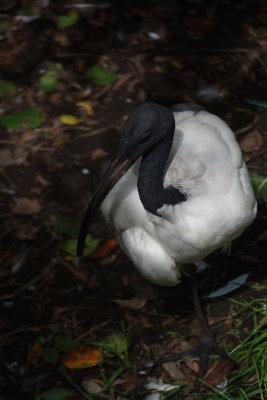 Black bill
