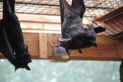 Sit-ups, Bat Style