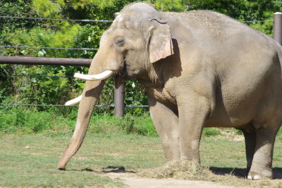 Trunk
