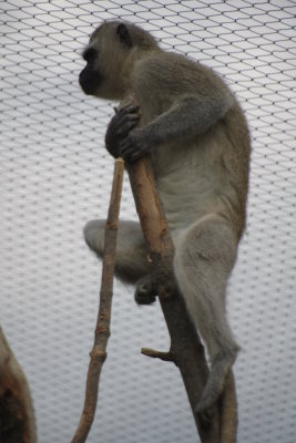 Climbing