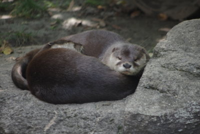 Sleeping together