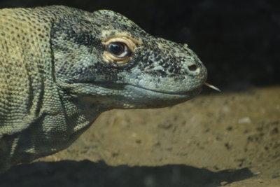 Ol' Lizard Eyes