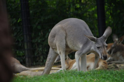 Roos