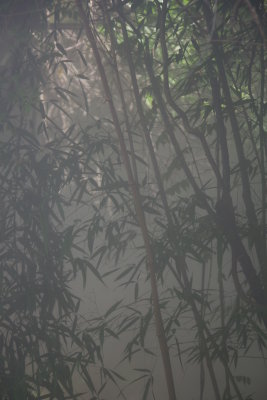 Bamboo in the Mist