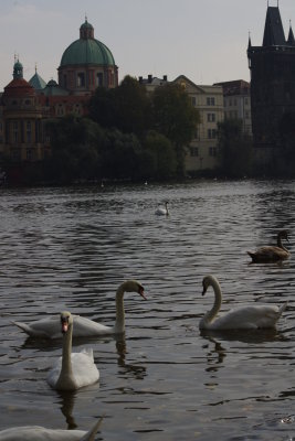 Swans on the river