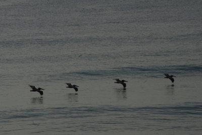 Flight of Pelicans