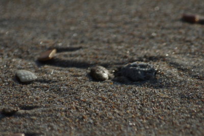 Rocks on the beach