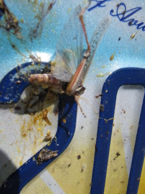 Bug v Moving Car