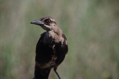 Giving the eye