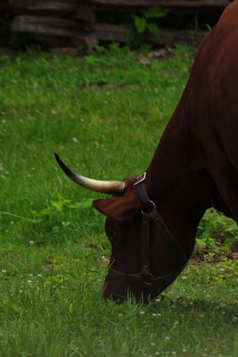 Bovine
