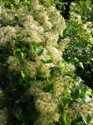 Flora