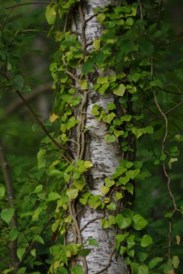 Ivy on Birch