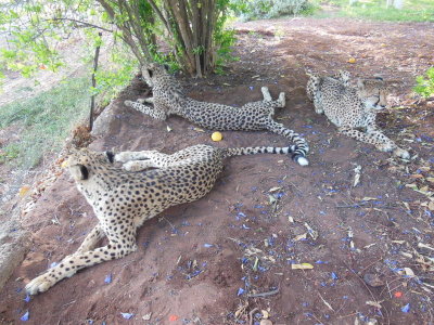 Otjitotongwe Cheetah Lodge