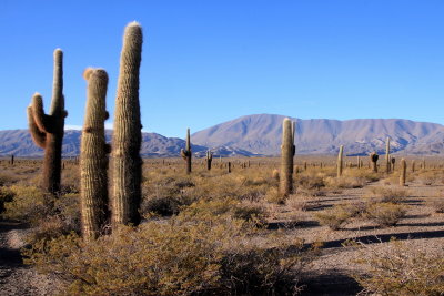 Los Cardones National Park