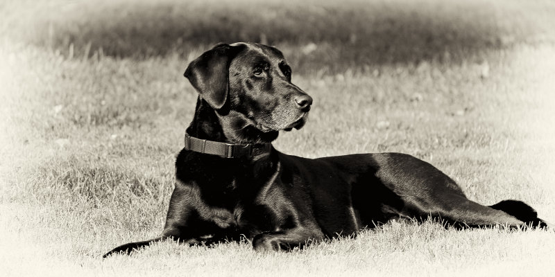 Drake Octoberr 4 2016 copy old photo.jpg