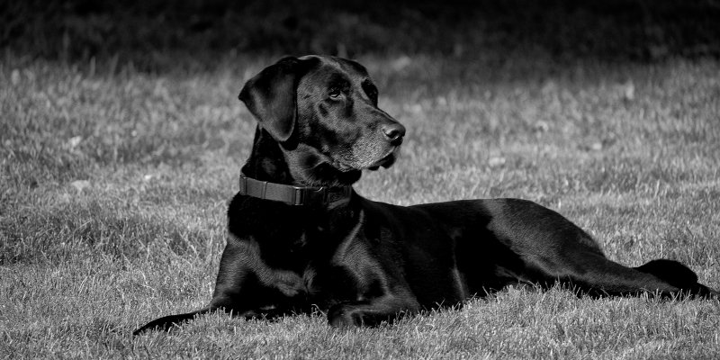 Drake Octoberr 4 2016 10X20 black and white.jpg