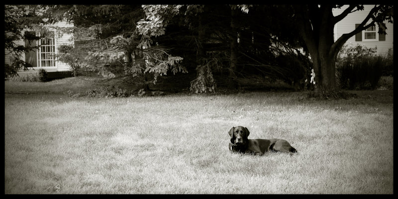 Grazing in the Grass