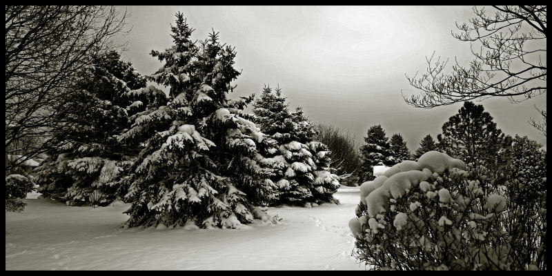Snow Dec 16 2016 black and white