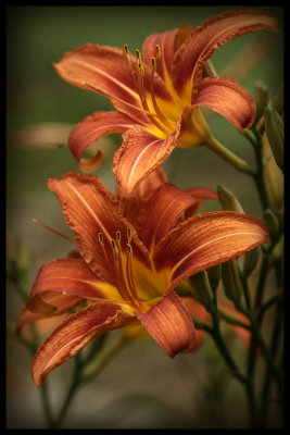 Day Lilly 
