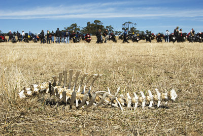 REMAINS ON THE TABLELANDS WAY EN ROUTE TO OBERON NSW.