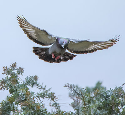 PIGEON COMING IN TO LAND