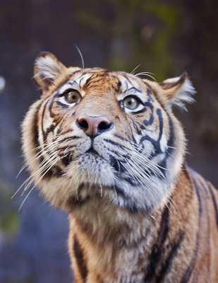 TIGER AT TARONGA ZOO