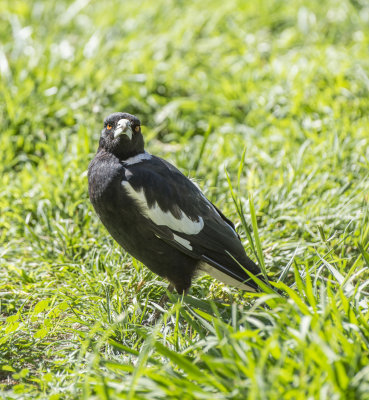ONE OF OUR BACK YARD RESIDENT MAGPIES 