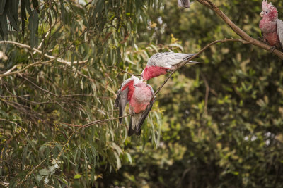 HUNGRY GALAH CHIC BEING FED WHILE ANOTHER CHIC WAITS IN LINE