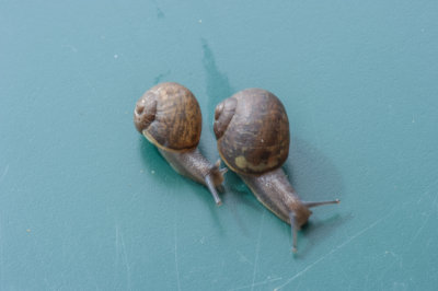 SNAIL RACING IN GOULBURN- LARGE CROWD EXPECTED. ONLY JOKING. uploaded on 28-3-15