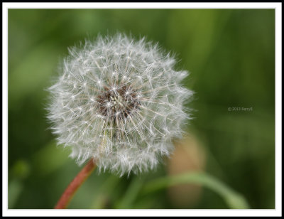 Seeding Dandelion.jpg